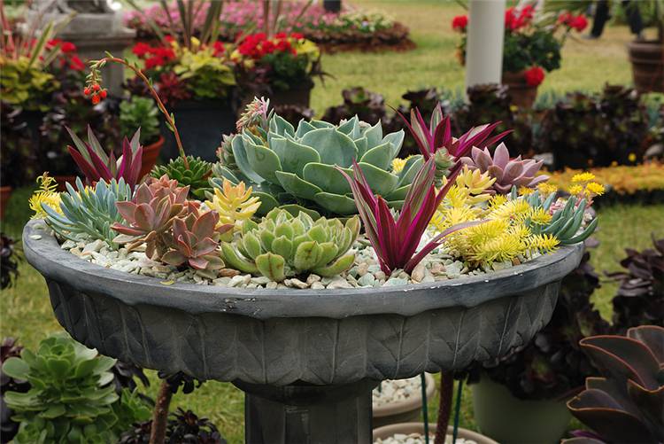 How To Make Your Succulent Backyard Garden Look Stylish? Succulent Garden; Succulent Backyard; Home Decor; Garden Decor; Garden; Backyard Decor; Succulent Decor; #succulent #succulentgarden #backyarddecor #homedecor #garden