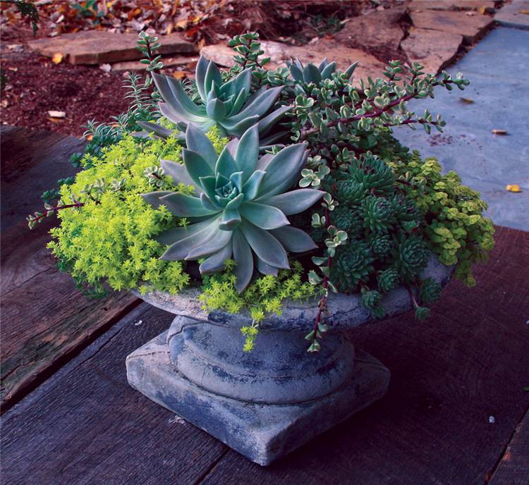 How To Make Your Succulent Backyard Garden Look Stylish? Succulent Garden; Succulent Backyard; Home Decor; Garden Decor; Garden; Backyard Decor; Succulent Decor; #succulent #succulentgarden #backyarddecor #homedecor #garden