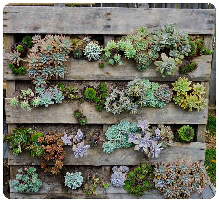 How To Make Your Succulent Backyard Garden Look Stylish? Succulent Garden; Succulent Backyard; Home Decor; Garden Decor; Garden; Backyard Decor; Succulent Decor; #succulent #succulentgarden #backyarddecor #homedecor #garden