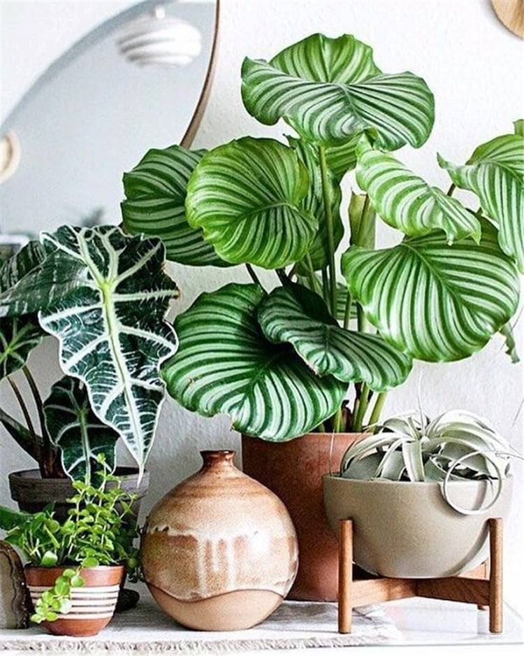 Indoor Plants Decoration Ideas To Make Your House Stunning; hanging plants; Indoor Plants decor; hanging plants decor; home decor; plants decor; wall hanging plants; plants decor; #homedecor #plantsdecor #hangingplants #indoorplants #indoorplantsdecor #hangingplantsdecor